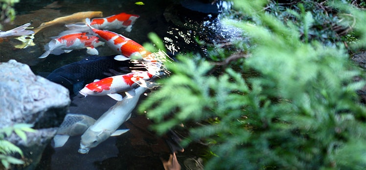 清雲亭山重 中庭の池の鯉
